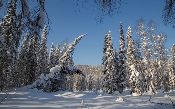 Earth Winter Forest Snow Nature Spruce HD Wallpaper | Background Image
