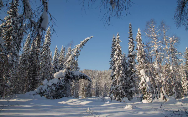 HD PC desktop wallpaper: snow-covered spruce forest, a winter nature scene under a clear blue sky, sunlight casting long shadows across pristine snow.