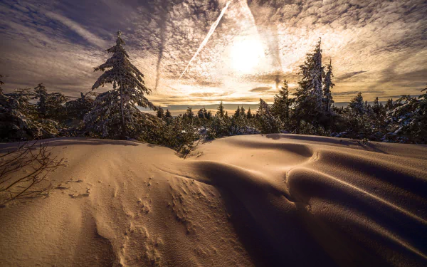 spruce nature snow winter HD Desktop Wallpaper | Background Image