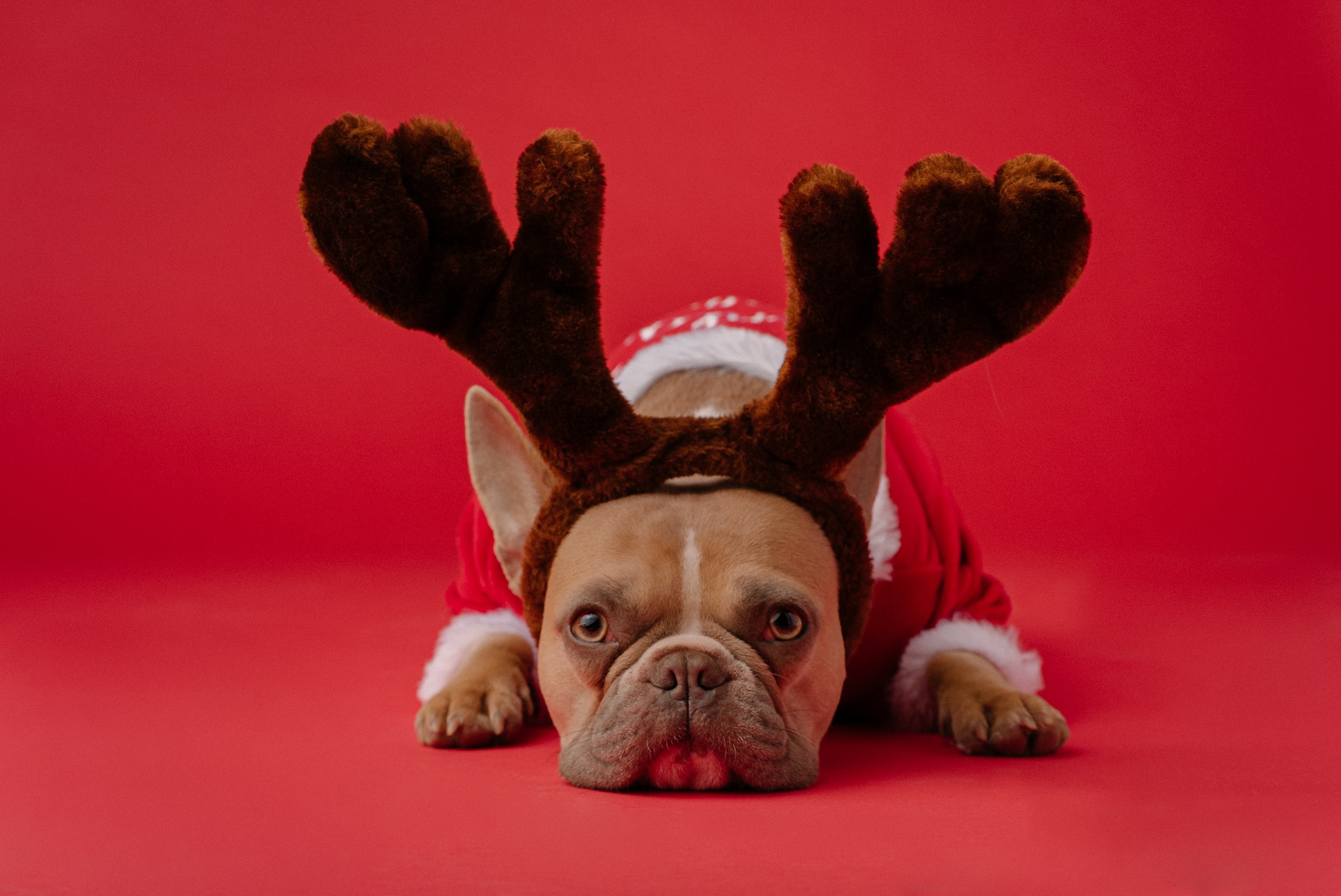 bulldog reindeer statue