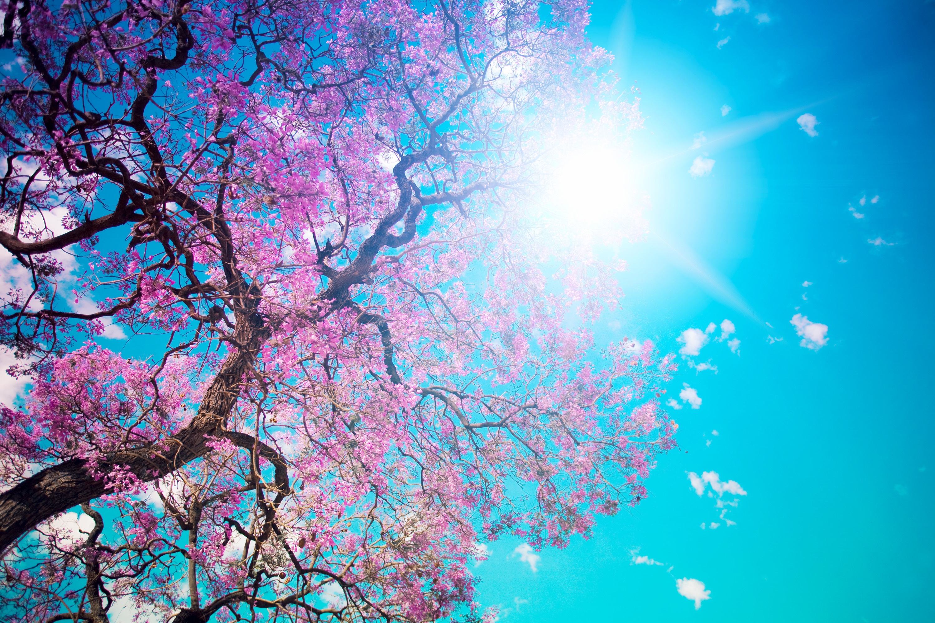 Nature's beauty depicted by a sunlit tree in full bloom during the spring season.