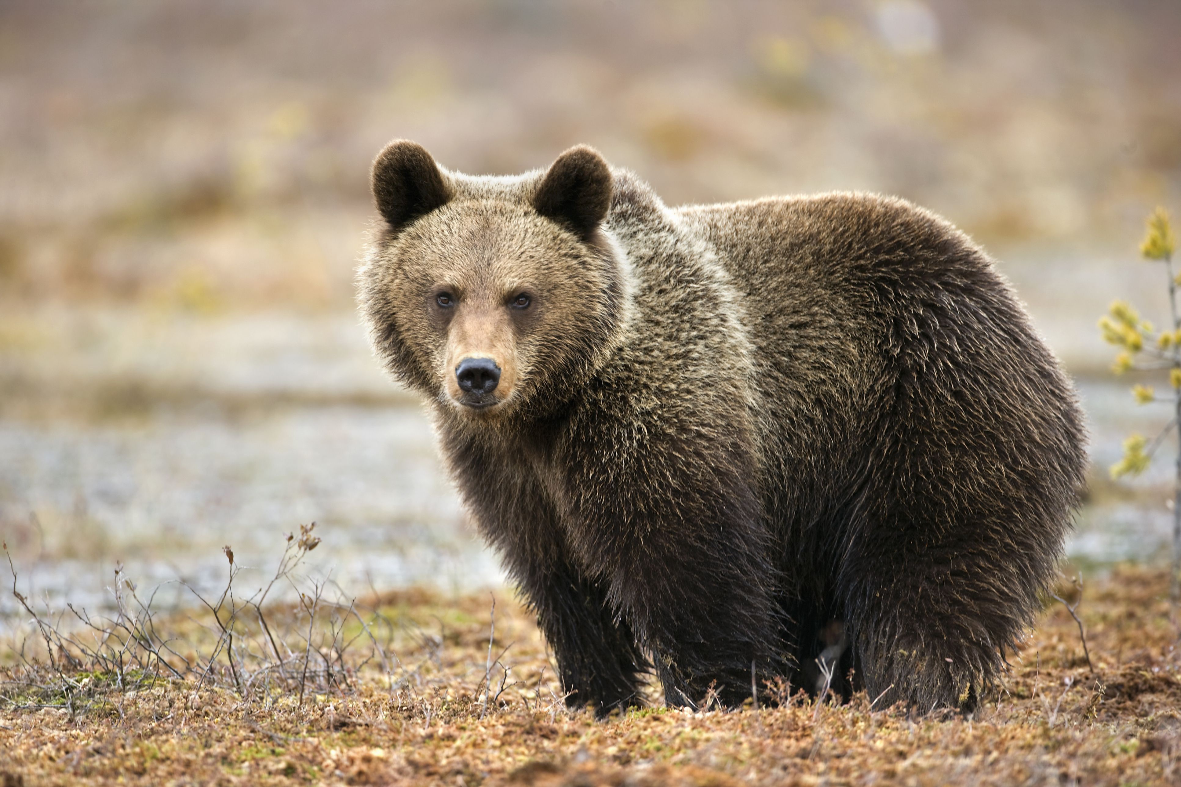 Download Animal Bear 4k Ultra HD Wallpaper