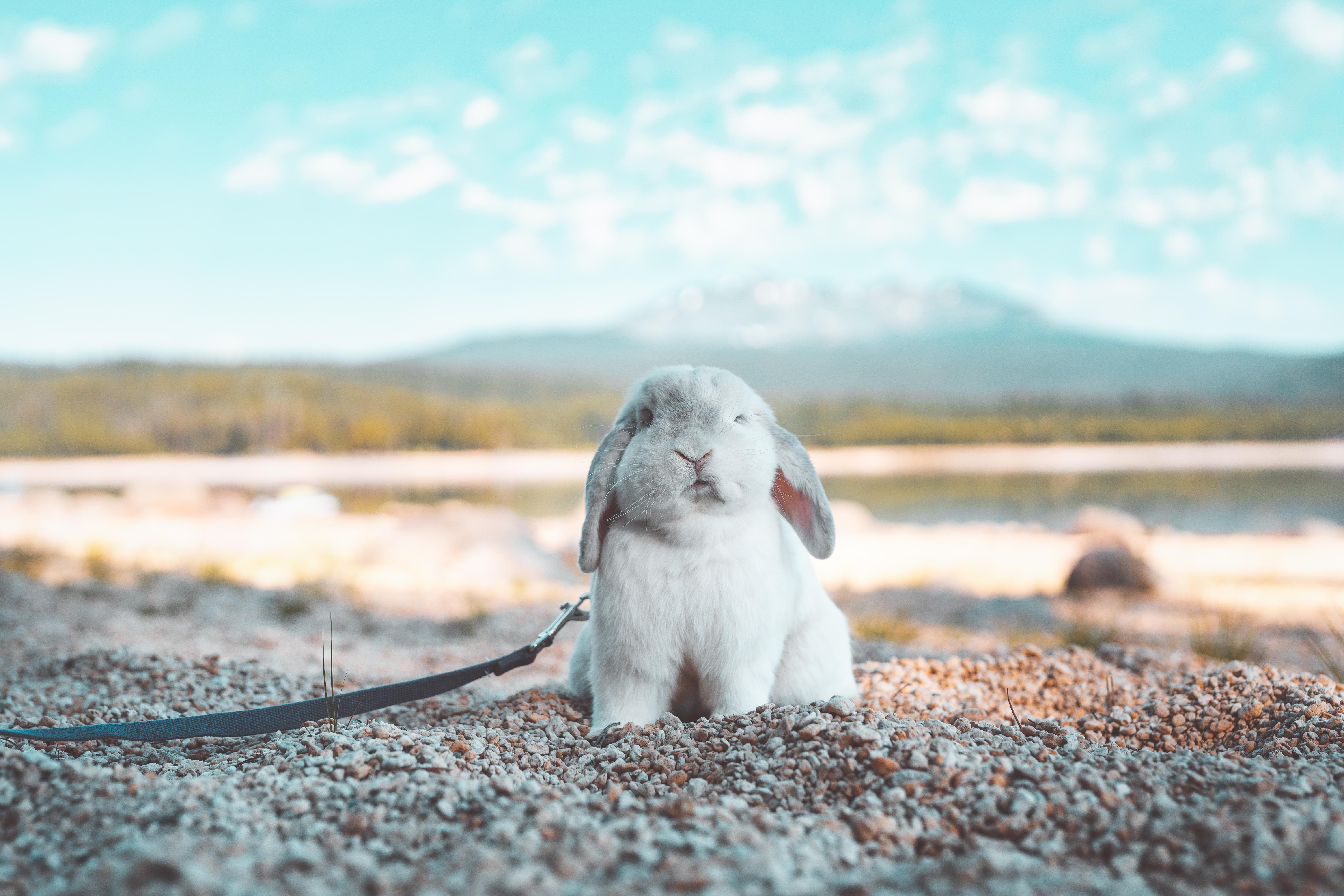 Bunny Out For a Day at the Beach