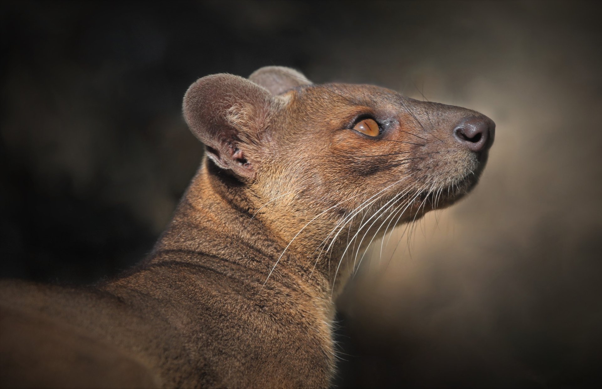 Download Profile Animal Fossa 4k Ultra HD Wallpaper