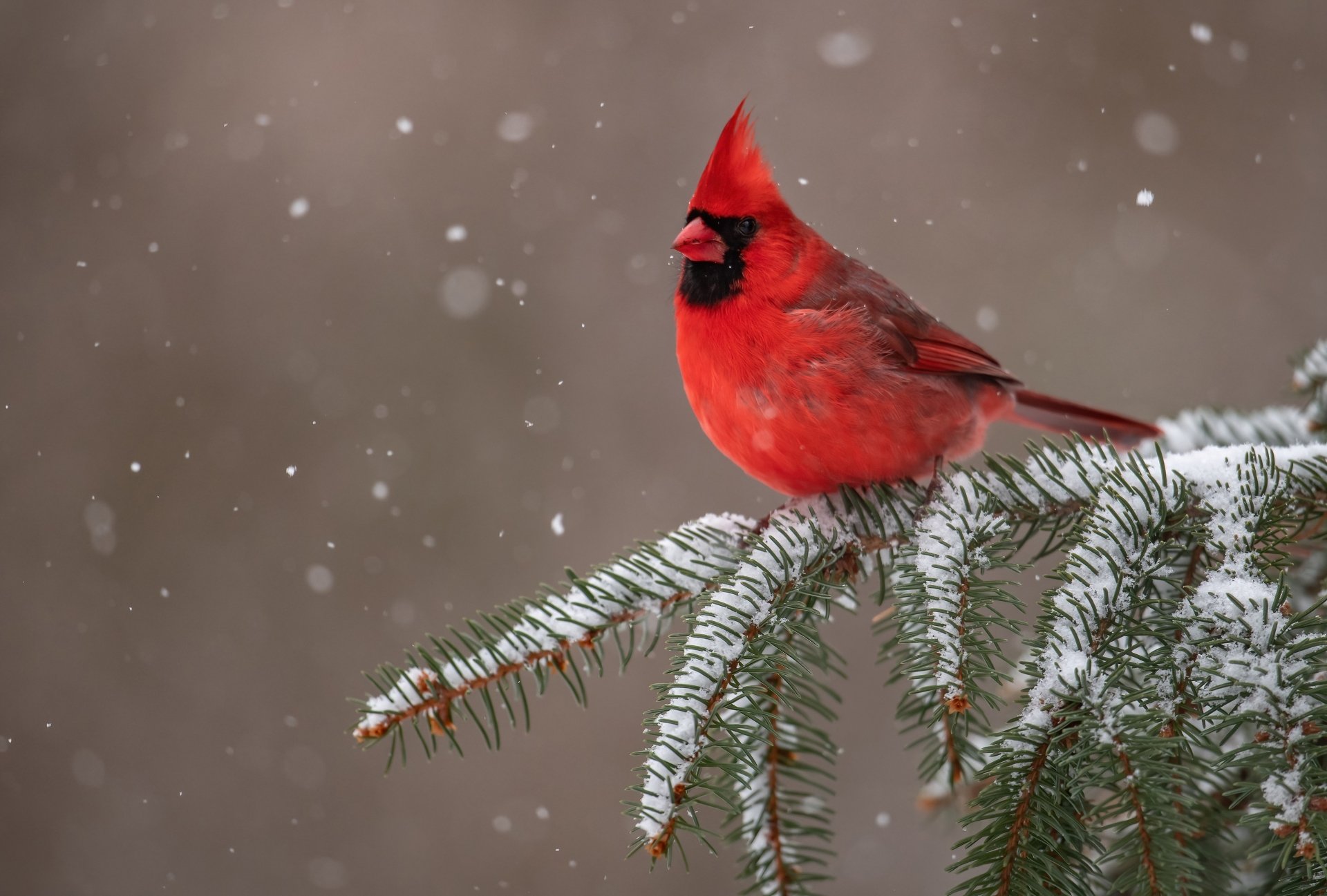 4K Ultra HD PC desktop wallpaper background of a bright red cardinal (bird, animal) perched on a snow-dusted evergreen branch against a soft brown bokeh.