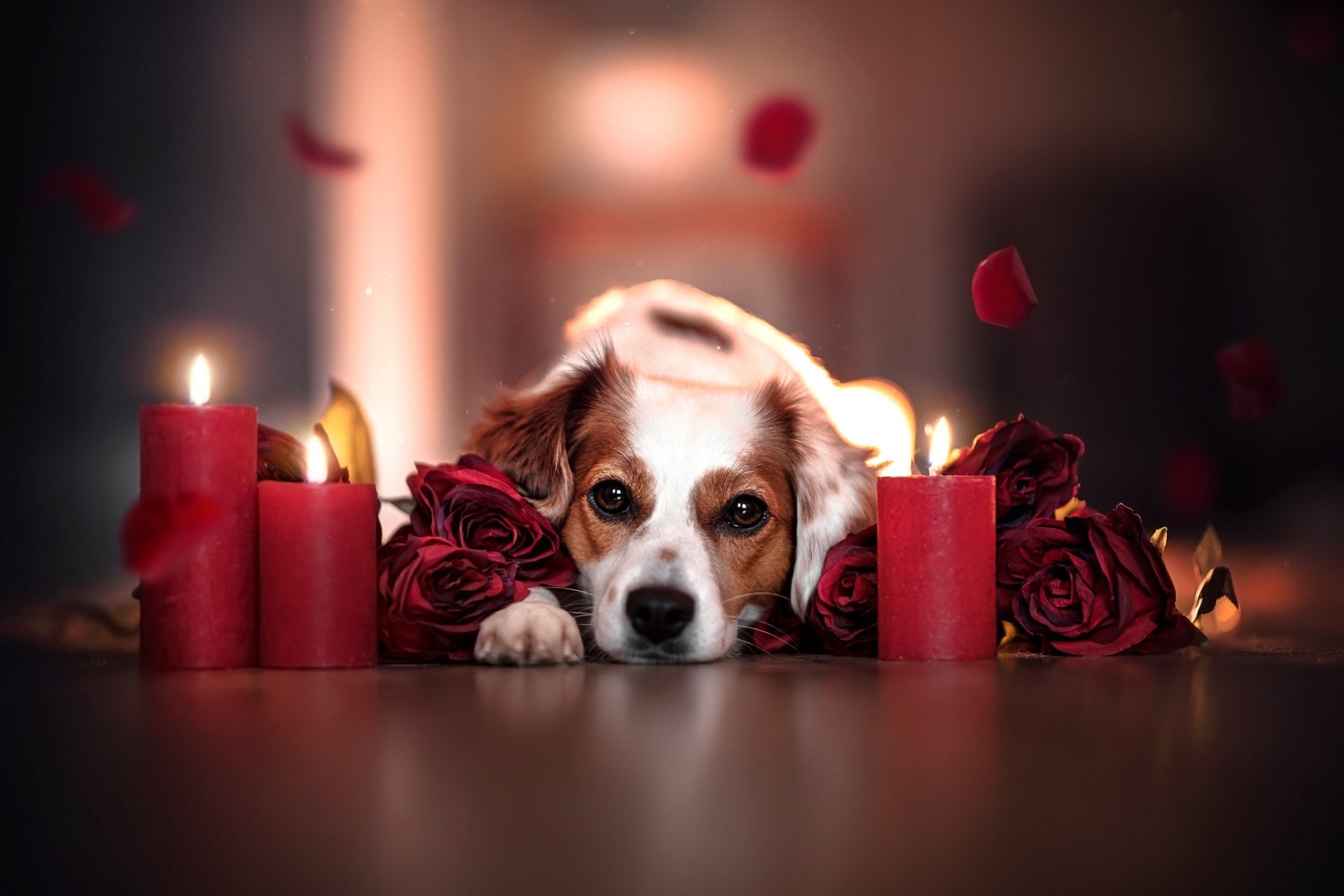 Köpek HD Duvar kağıdı Arka plan 2048x1365 ID1122724 Wallpaper