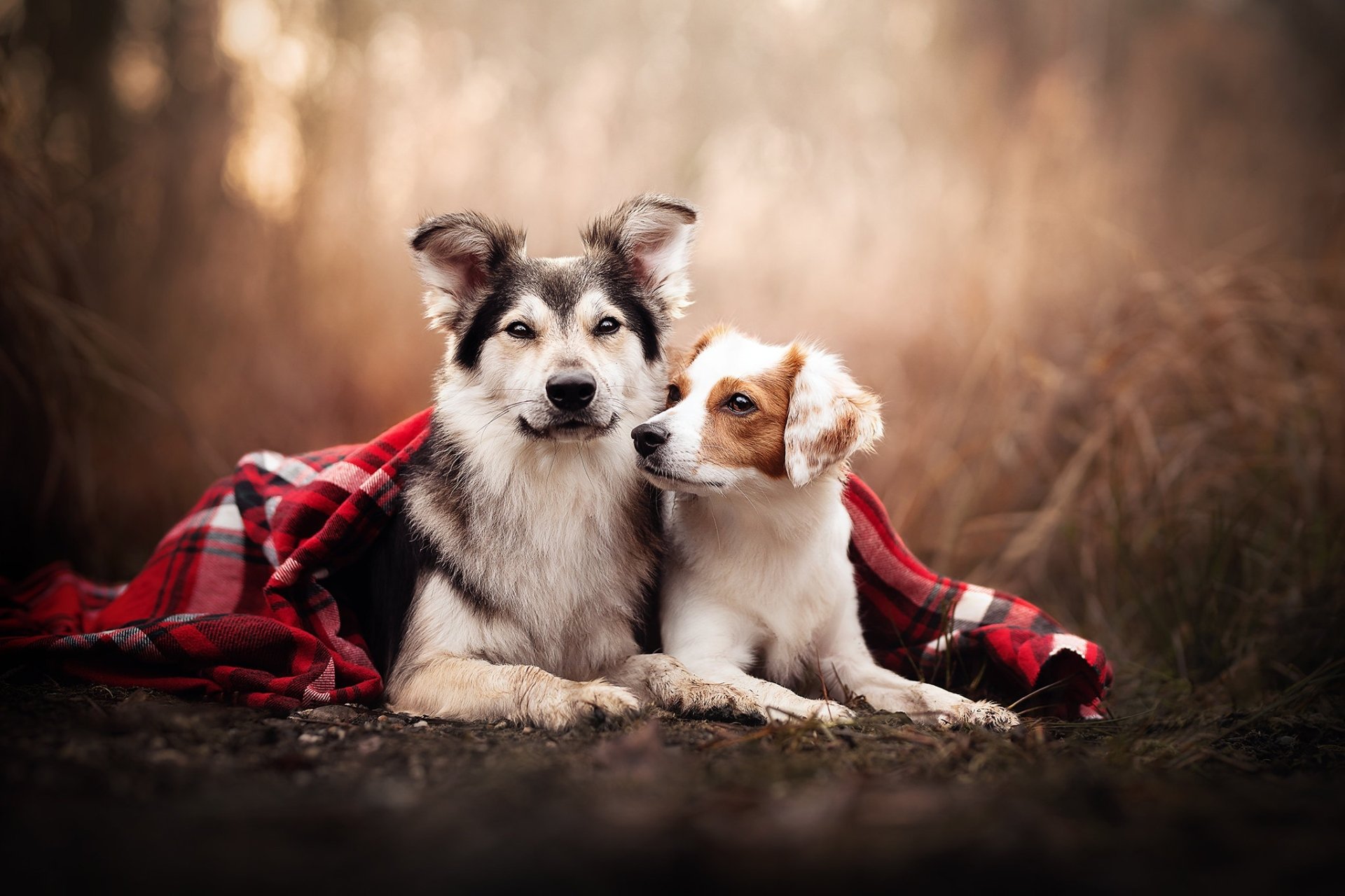 Köpek HD Duvar kağıdı Arka plan 2048x1365 ID1123425 Wallpaper