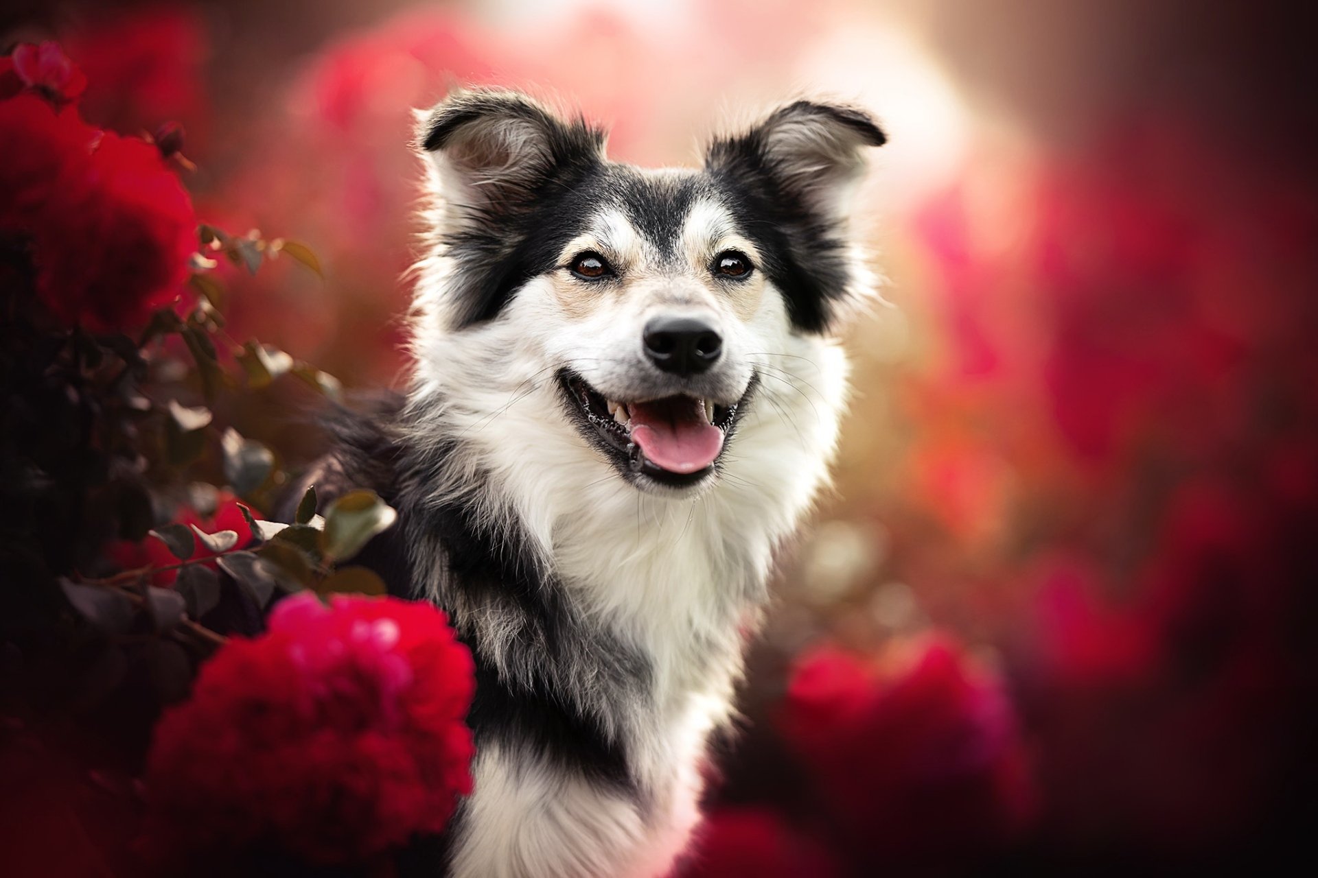 Download Animal Dog HD Wallpaper | 2048x1365 | Wallpaper Abyss