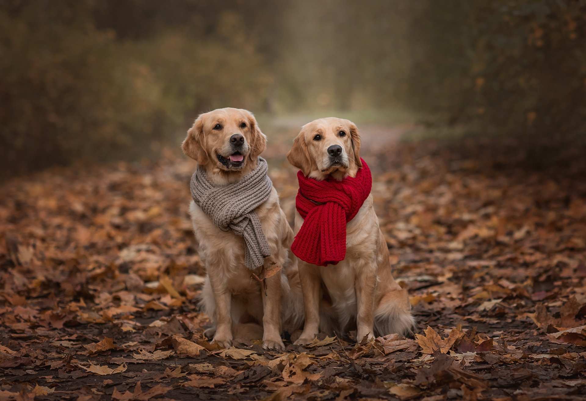 Two golden retrievers wearing scarves sit on a leafy ground with a blurred autumn background, captured in a high-definition desktop wallpaper with shallow depth of field.