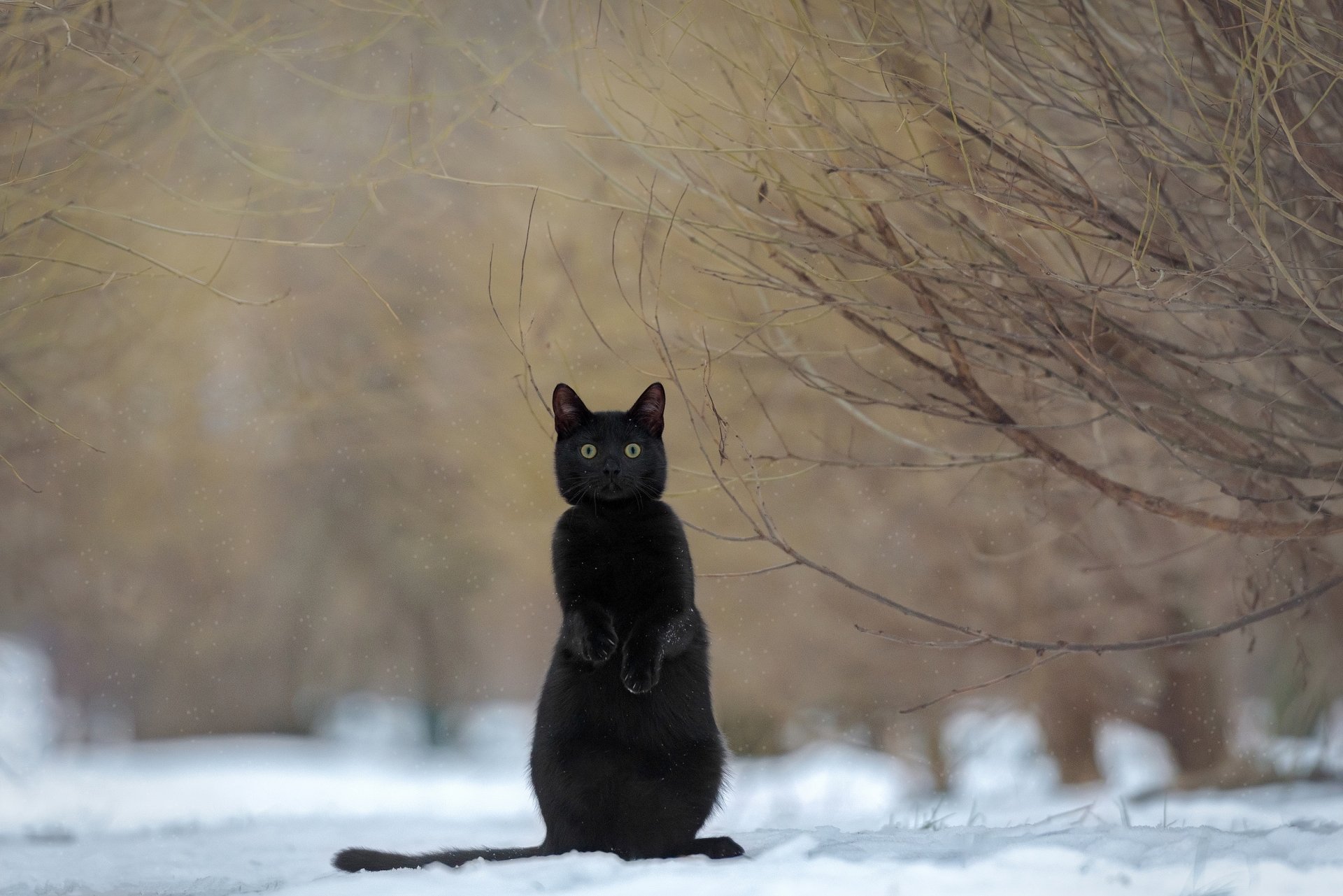 HD PC desktop wallpaper featuring a black cat sitting upright in a snowy, bare-branched landscape with muted earthy tones in the background.