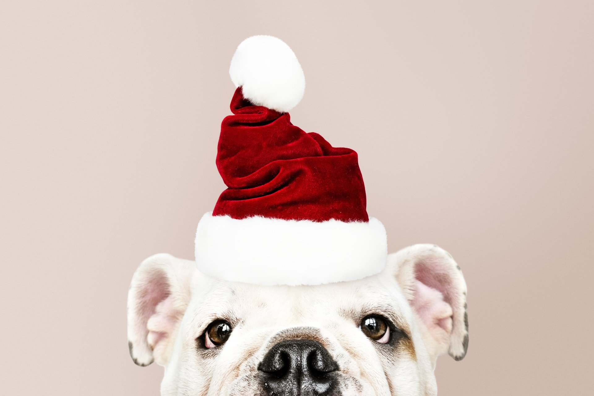 5K Ultra HD Santa Pup - Adorable Puppy in Festive Hat | 5630x3753 ...