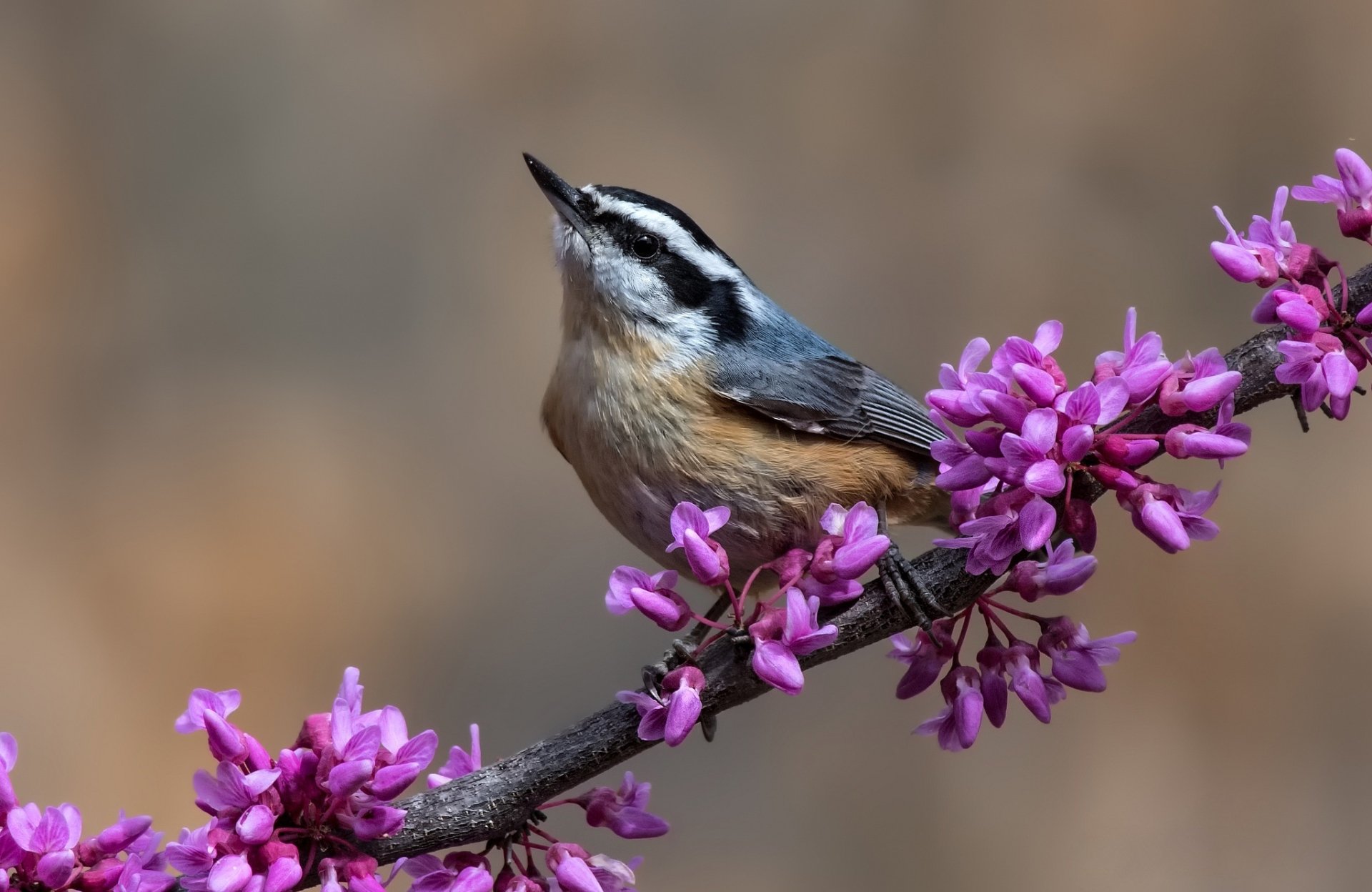 Download Purple Flower Flower Bird Animal Nuthatch HD Wallpaper