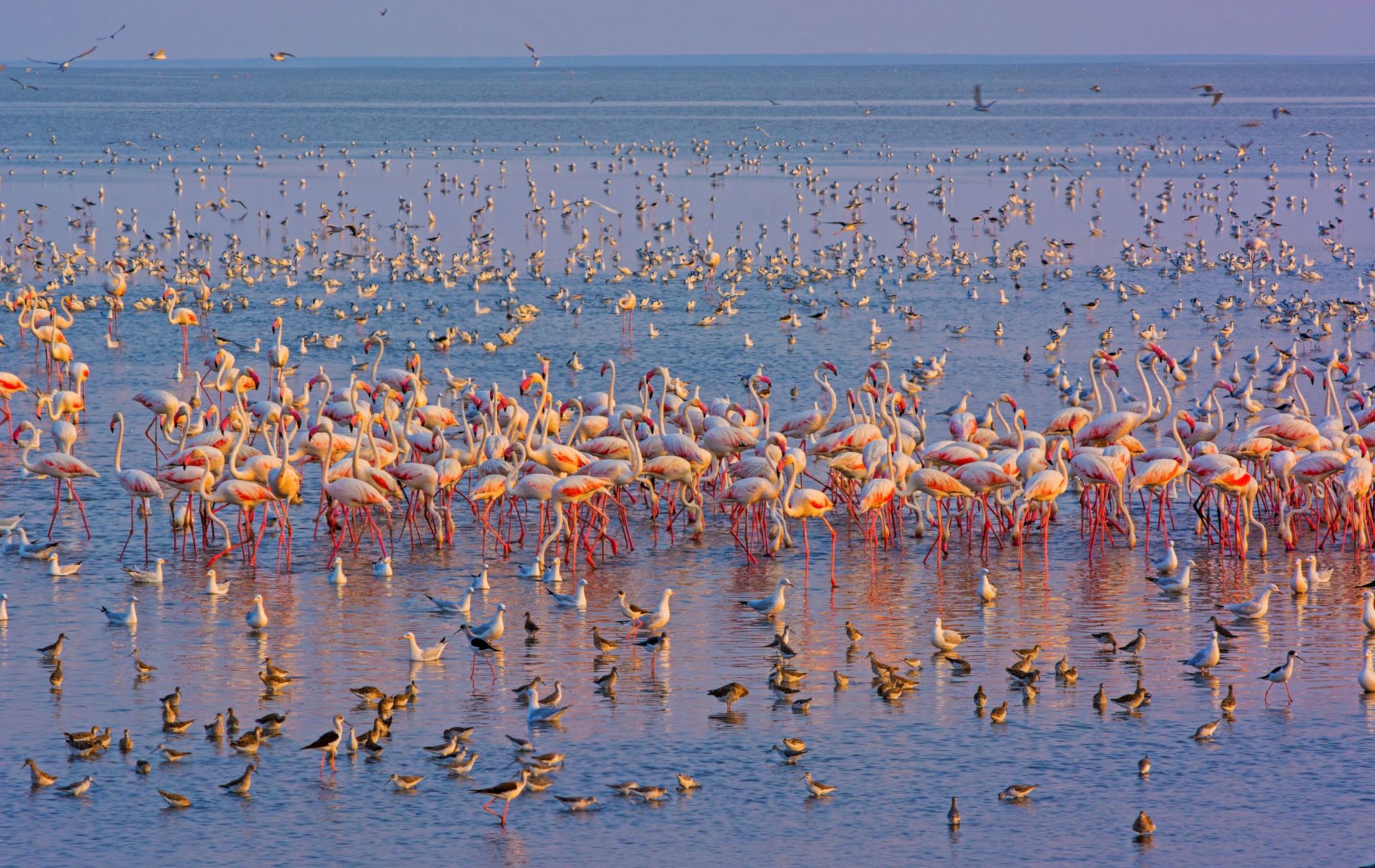 Download Water Flock Of Birds Bird Animal Flamingo HD Wallpaper by Dhritiman Mukherjee