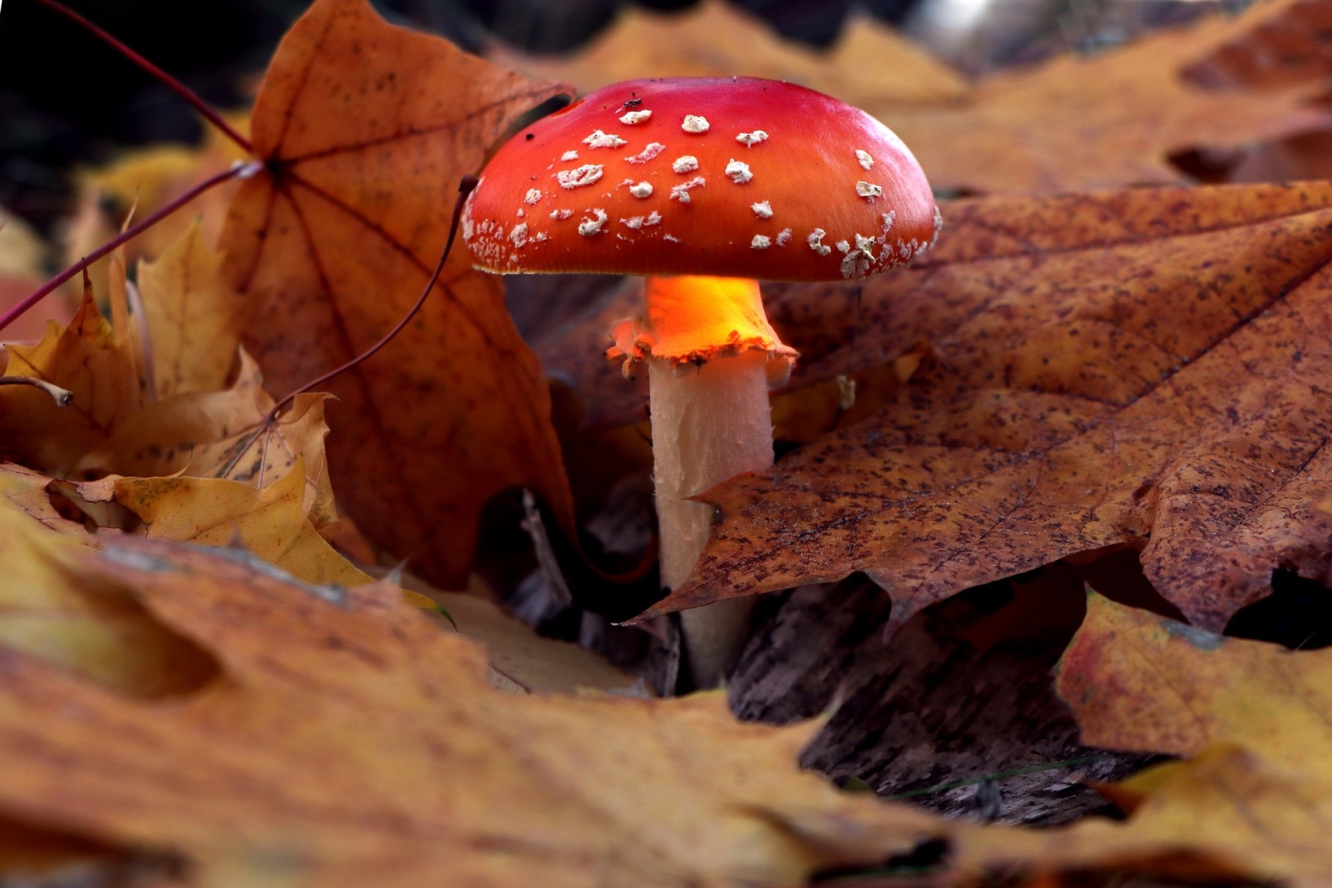 Download Macro Nature Fall Mushroom  HD Wallpaper