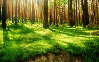 Зеленый Лес Фото