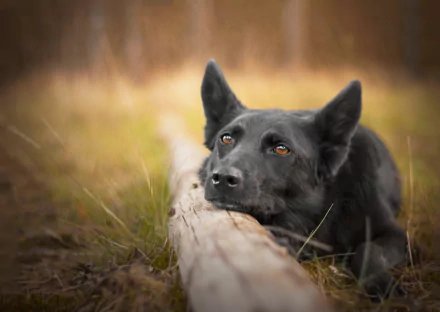 Animal dog Black Dog HD Desktop Wallpaper | Background Image