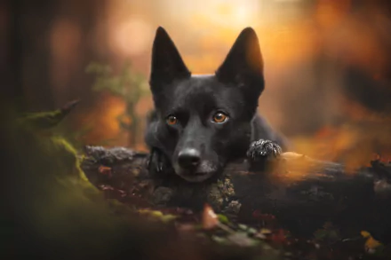 baby animal Australian Kelpie dog Animal kelpie HD Desktop Wallpaper | Background Image