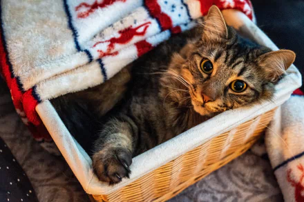 basket Animal cat HD Desktop Wallpaper | Background Image