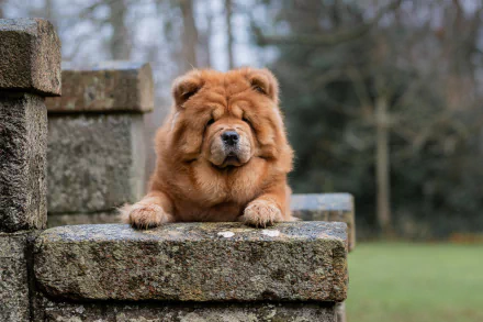 dog Animal chow chow HD Desktop Wallpaper | Background Image