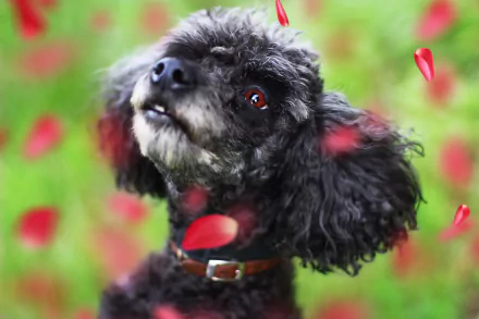 dog Animal poodle HD Desktop Wallpaper | Background Image