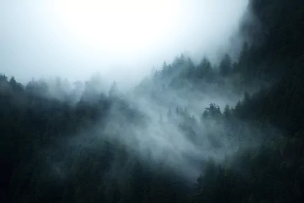 Fog over a Forest in British Columbia, Canada