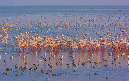  A Flock of Flamingos by Dhritiman Mukherjee