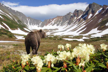 grizzly Animal grizzly bear HD Desktop Wallpaper | Background Image