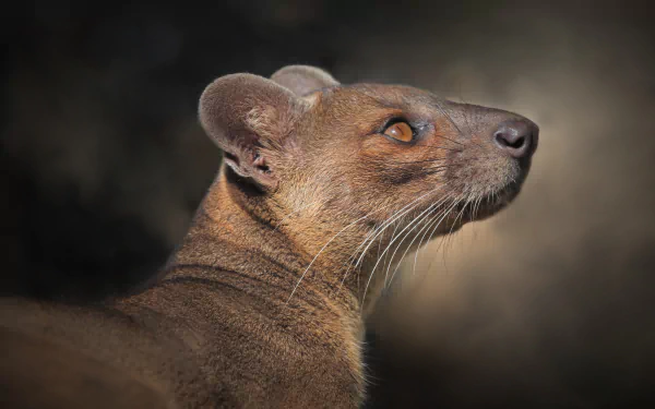 profile Animal fossa HD Desktop Wallpaper | Background Image