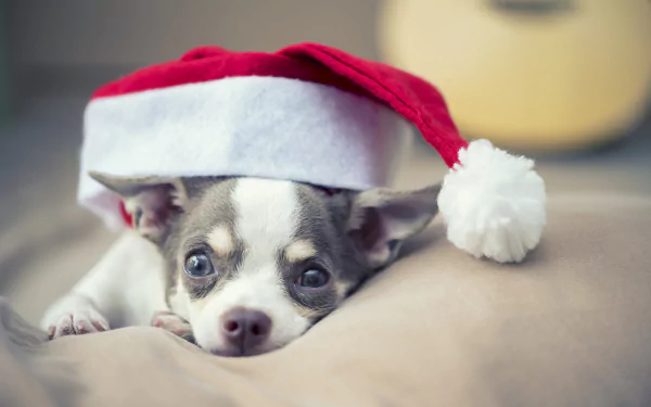 dog santa hat Animal chihuahua HD Desktop Wallpaper | Background Image