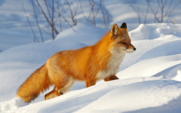 Animal Fox Wildlife Snow HD Wallpaper | Background Image
