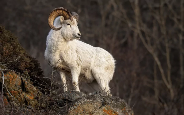 2K Quad HD PC desktop wallpaper: white mountain sheep with curled horns standing on a rocky outcrop against a muted forest background.