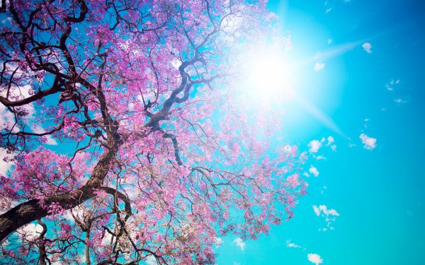Earth Tree Trees Sun Spring HD Wallpaper | Background Image