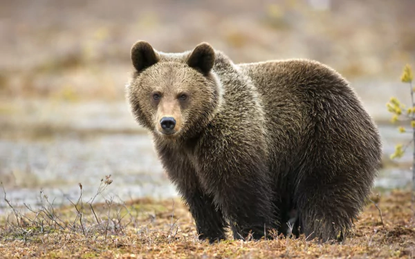 Close-up of a bear standing on a natural landscape, captured in stunning 4K Ultra HD quality suitable as a PC desktop wallpaper and background.