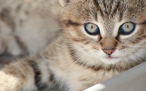 Animal Cat Kitten Baby Animal HD Wallpaper | Background Image