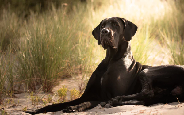 dog Animal great dane HD Desktop Wallpaper | Background Image