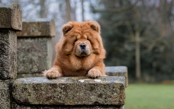 dog Animal chow chow HD Desktop Wallpaper | Background Image