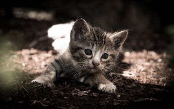 Animal Cat Cats Kitten Baby Animal HD Wallpaper | Background Image