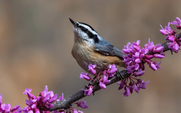 purple flower flower bird Animal nuthatch HD Desktop Wallpaper | Background Image