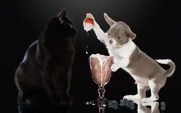 A playful Chihuahua puppy holding a strawberry above a glass with scattered blueberries, facing a black cat, set against a dark background in an HD PC desktop wallpaper.
