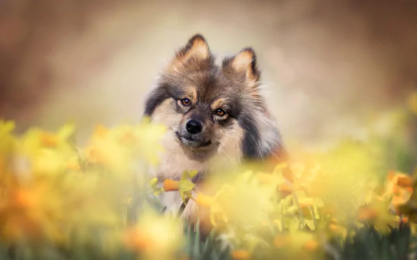 daffodil dog flower Animal spitz HD Desktop Wallpaper | Background Image