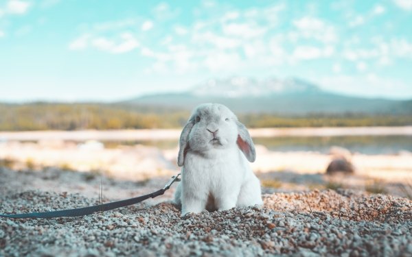 Animales Conejo Fondo de pantalla HD | Fondo de Escritorio