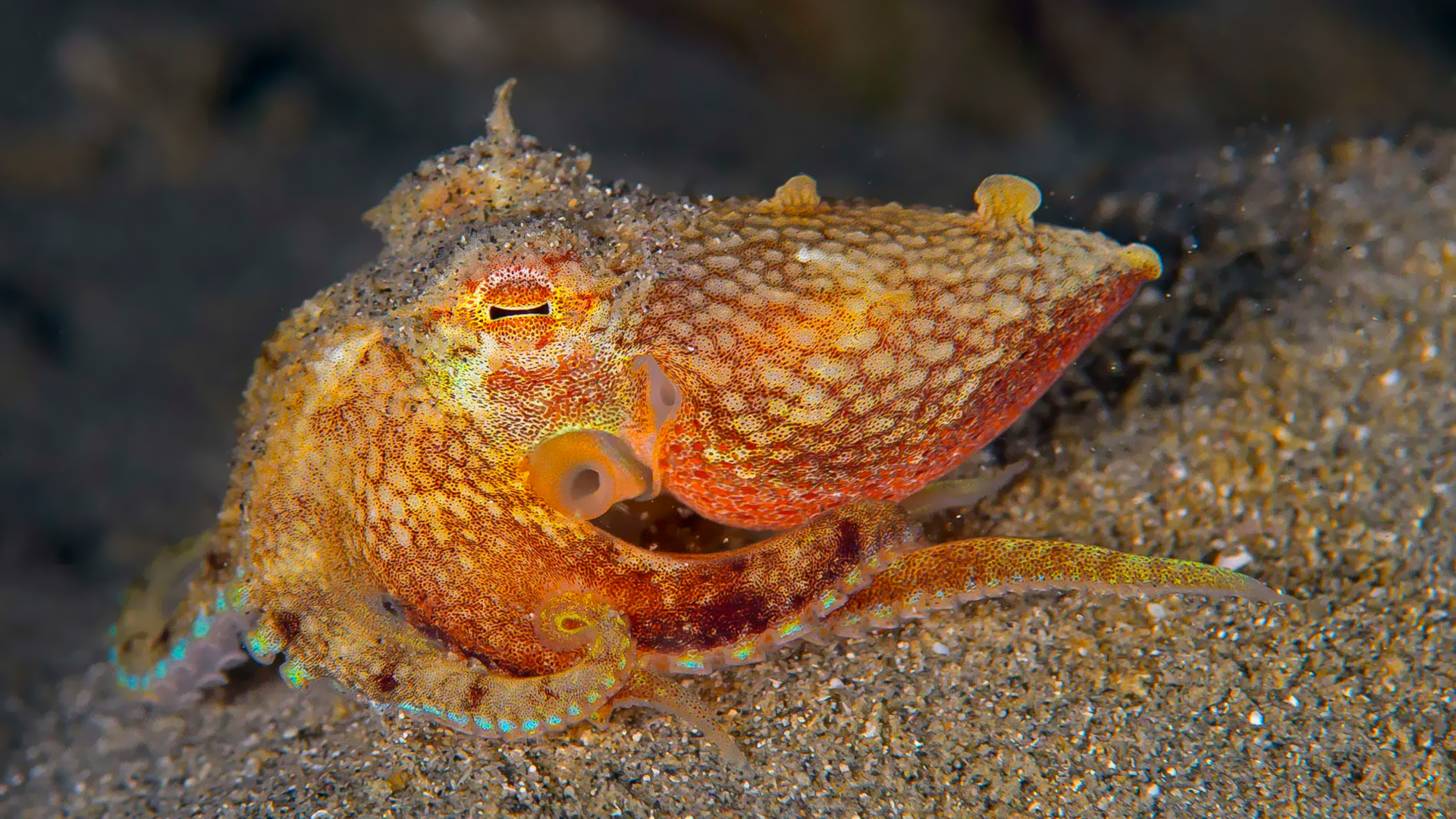 Octopus in the Indian Ocean by Dhritiman Mukherjee
