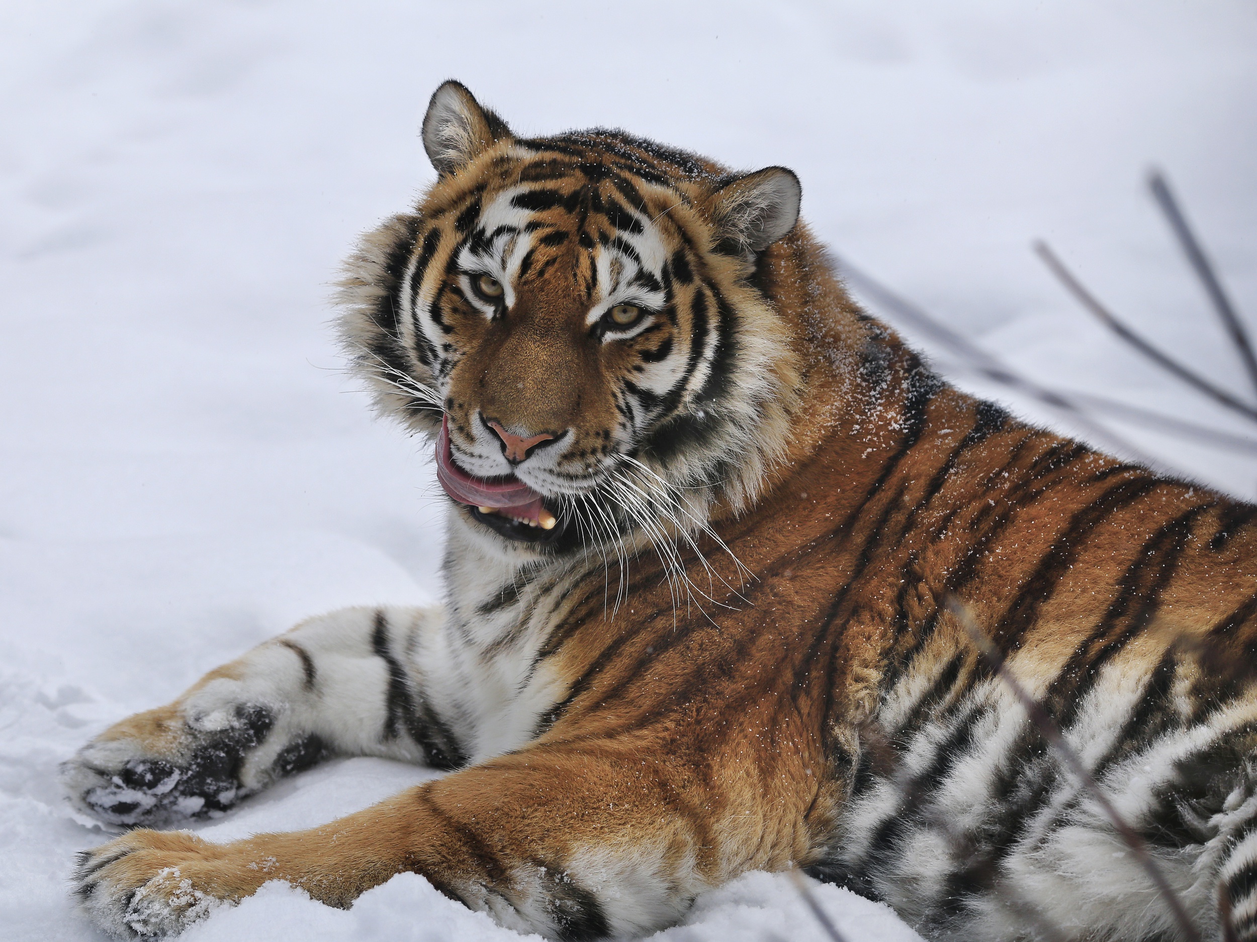 Download Snow Animal Tiger HD Wallpaper by Oleg Bogdanov