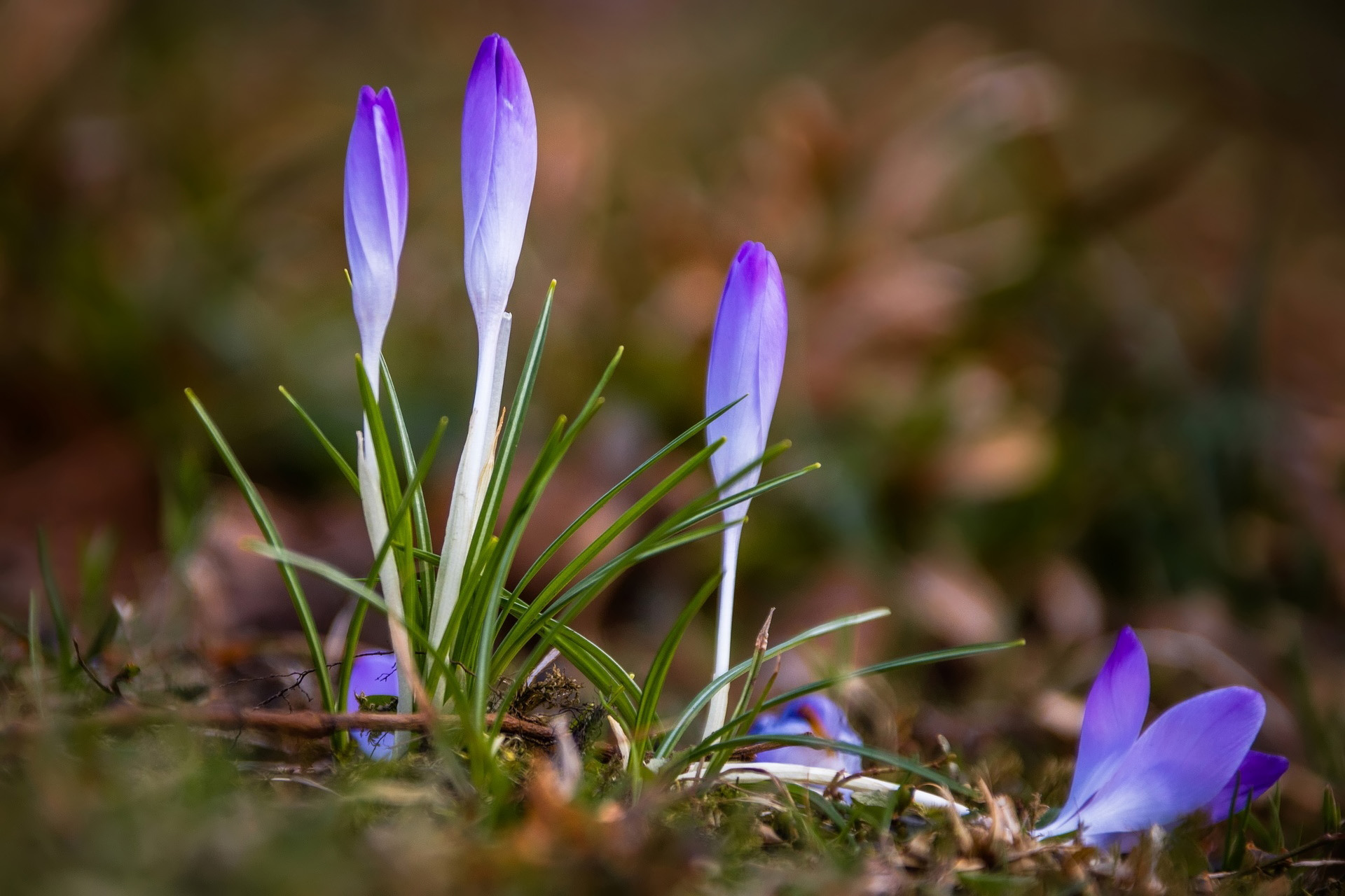 Download Nature Crocus HD Wallpaper