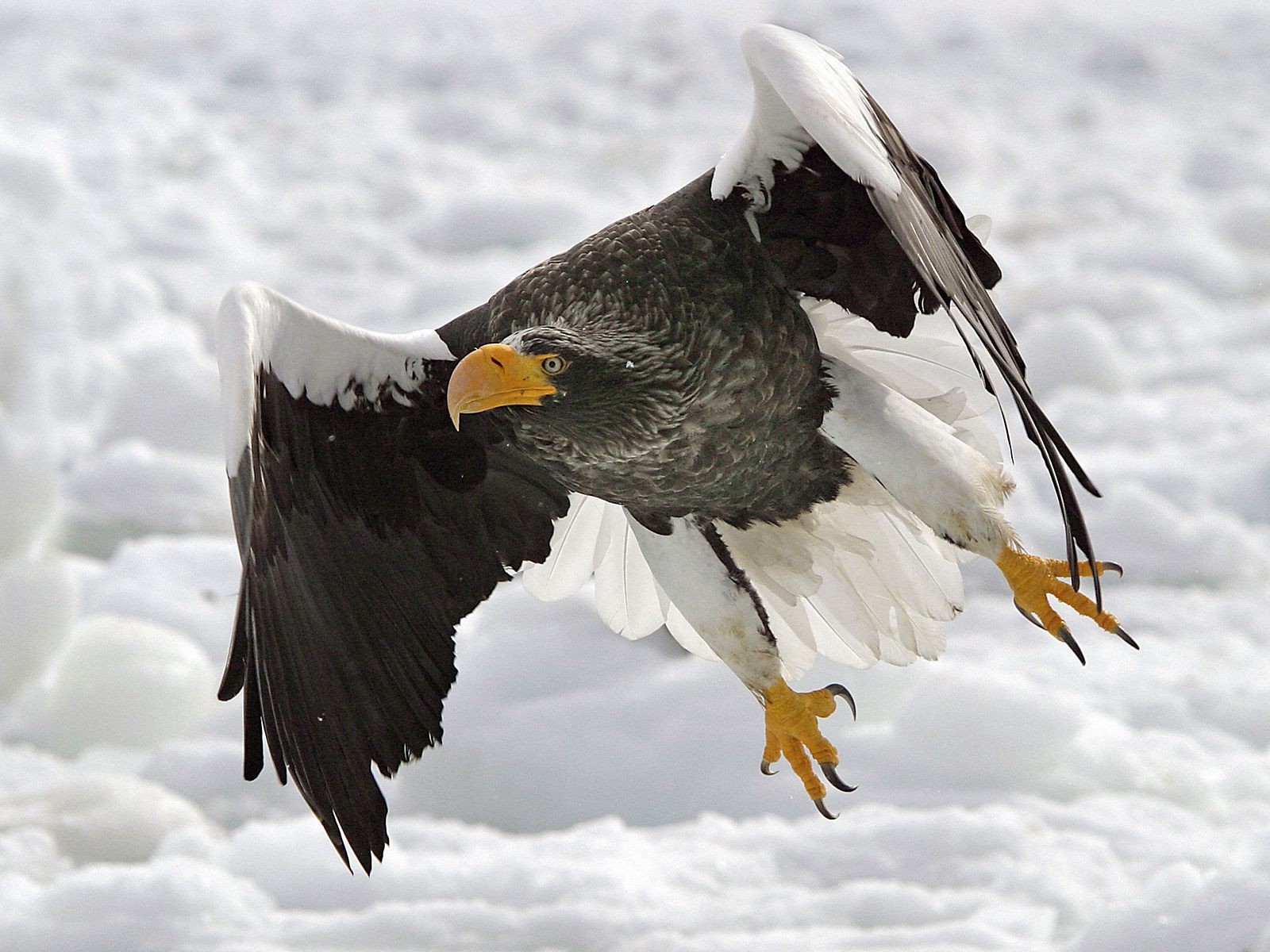 Majestic eagle soaring through the sky.