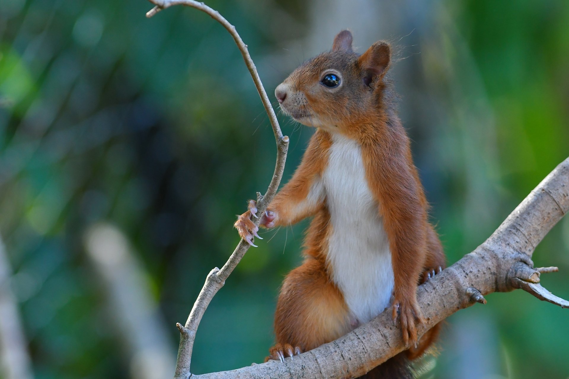 Download Rodent Animal Squirrel HD Wallpaper