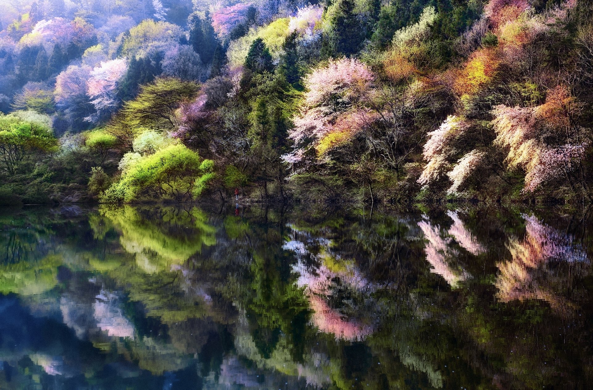 Download South Korea Spring Lake Nature Reflection HD Wallpaper