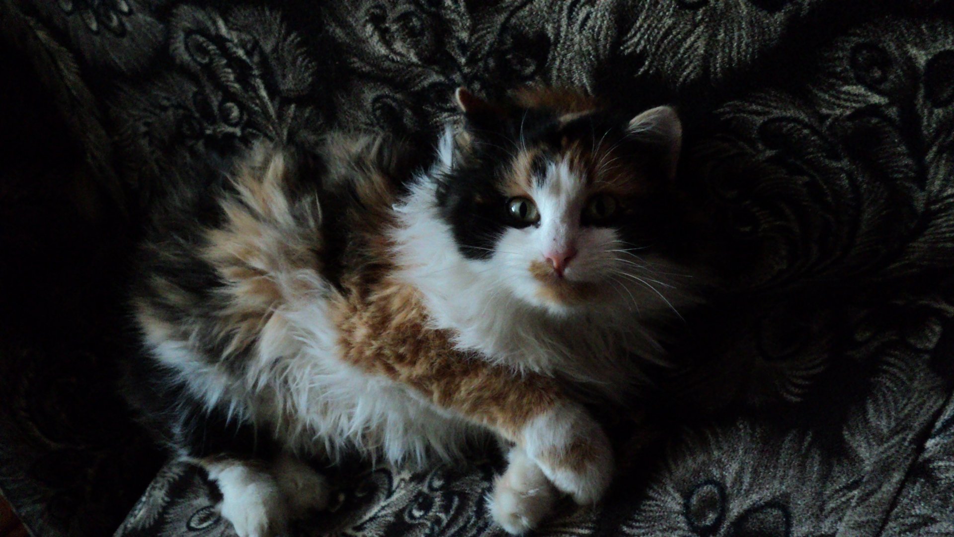 HD desktop wallpaper featuring a calico cat resting on a textured dark fabric background.