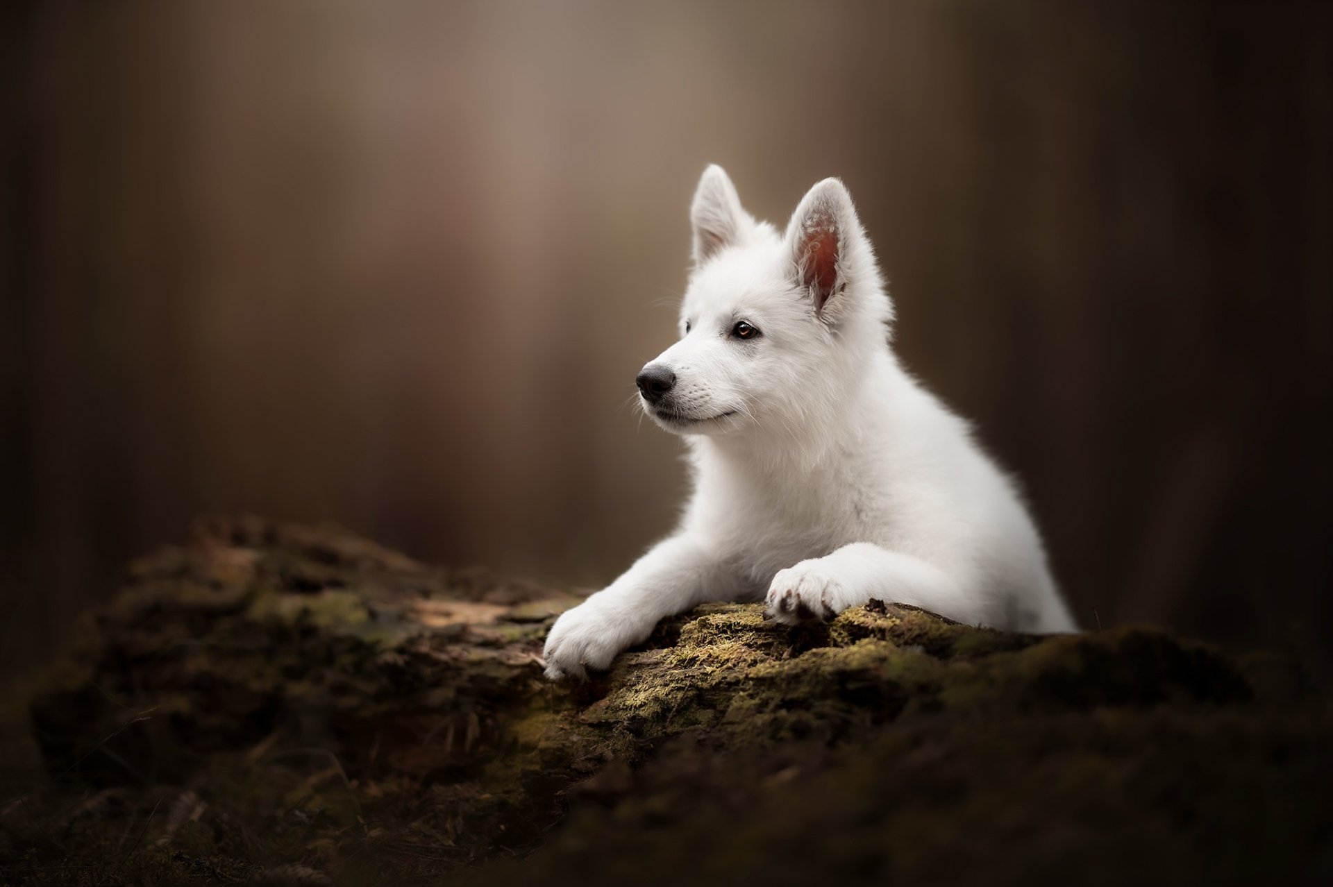 Download Baby Animal Puppy Dog Animal Swiss Shepherd HD Wallpaper