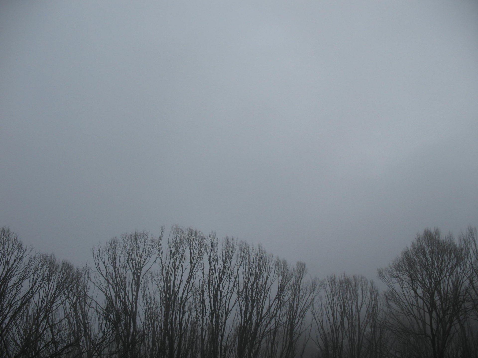 HD desktop wallpaper showing bare trees shrouded in dense fog under a gray, overcast sky in a natural, serene setting.